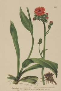 Turuncu Hawkweed (Hieracium aurantiacum, Hieracium brunneocroceum, Pilosella aurantiaca) by German School
