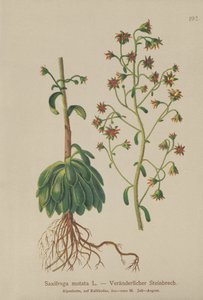 Portakal Saxifrage (Saxifraga mutata) by German School
