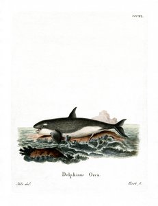 Orca (renkli gravür) by German School
