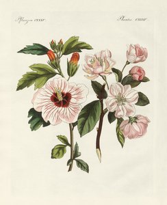 Süs bitkisi by German School