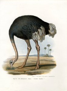 devekuşu, 1864 by German School