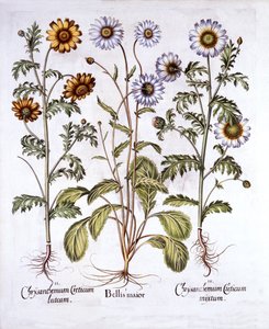 Hortus Eystettensis