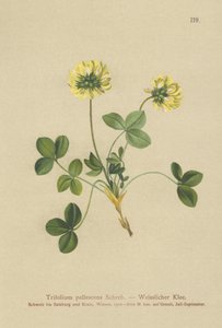 Soluk Yonca (Trifolium pallescens) by German School
