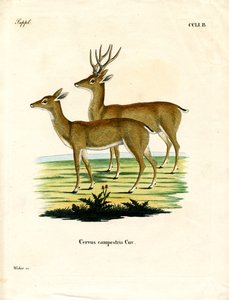 Pampa Geyiği (renkli gravür) by German School