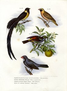 Cennet Whydah, 1864 by German School