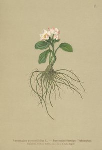 Parnassia yapraklı Crowfoot (Ranunculus parnassifolius) by German School