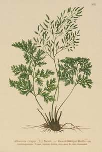 Maydanoz Eğreltiotu (Allosurus Crispus, Cryptogramma Crista, Osmunda Crista, Allosorus Crispus) by German School