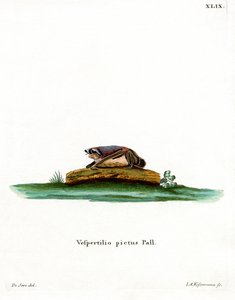 Particolored Bat (renkli gravür) by German School