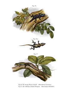 Şeftali Anole (renkli taş) by German School