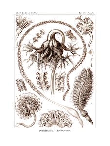 Pennatulida, 1899-1904 by German School