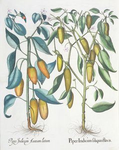 Biber: 1.Piper Hint sarısı 2.Piper Indicum aureum latum, Hortus Eystettensis