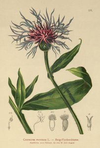 Çok Yıllık Peygamber Çiçeği (Centaurea montana) by German School