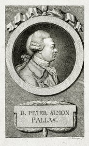 Peter Simon Pallas
