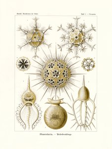 Feodaria, 1899-1904 by German School