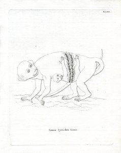 Filipin Tarsier (renkli gravür) by German School