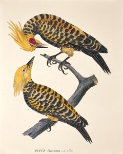 Johann Baptist Von Spix ve Carl Friedrich Von Martius tarafından yazılan 
