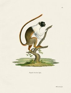 Alaca Tamarin (renkli gravür) by German School