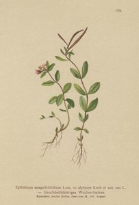 Pimpernel Willowherb (Epilobium anagallidifolium, Epilobium alpinum) by German School