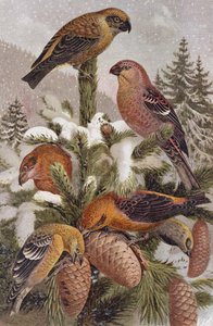 Pine Grosbeak ve Crossbill, Brehms Tierleben
