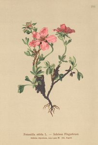 Pembe Cinquefoil (Potentilla nitida) by German School
