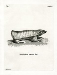 Pembe Peri Armadillo (renkli gravür) by German School