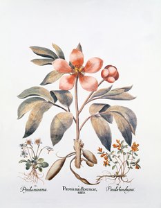 Pembe Şakayık (el renkli gravür) by German School