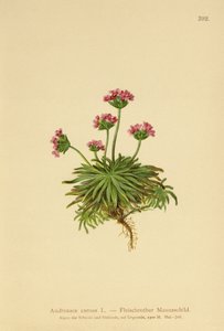 Pembe Kaya Yasemin (Androsace carnea) by German School