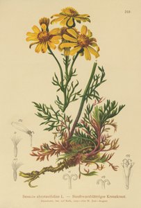 Pinnate yapraklı Ragwort (Senecio abrotanifolius, Jacobaea abrotanifolia) by German School