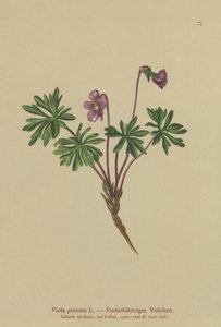 Pinnate Menekşe (Viola pinnata) by German School