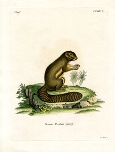Muzlu Sincap (renkli gravür) by German School