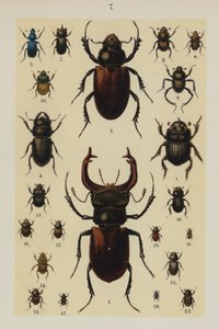 Genç Böcek Koleksiyoncusunun El Kitabından Plaka (chromolitho) by German School