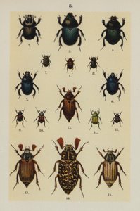 Genç Böcek Koleksiyoncusunun El Kitabından Plaka (chromolitho) by German School