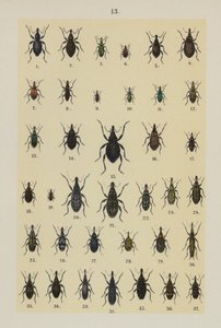 Genç Böcek Koleksiyoncusunun El Kitabından Plaka (chromolitho) by German School