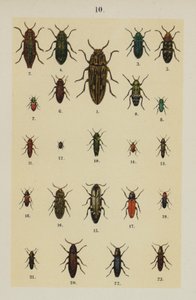 Genç Böcek Koleksiyoncusunun El Kitabından Plaka (chromolitho) by German School