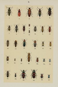 Genç Böcek Koleksiyoncusunun El Kitabından Plaka (chromolitho) by German School