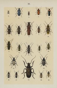 Genç Böcek Koleksiyoncusunun El Kitabından Plaka (chromolitho) by German School
