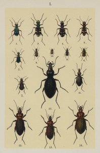 Genç Böcek Koleksiyoncusunun El Kitabından Plaka (chromolitho) by German School