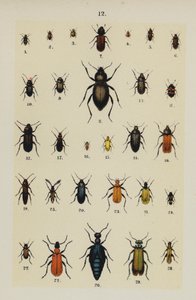 Genç Böcek Koleksiyoncusunun El Kitabından Plaka (chromolitho) by German School