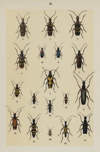 Genç Böcek Koleksiyoncusunun El Kitabından Plaka (chromolitho) by German School