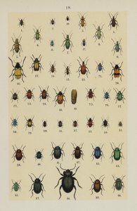 Genç Böcek Koleksiyoncusunun El Kitabından Plaka (chromolitho) by German School