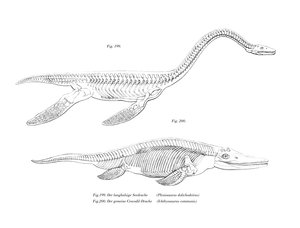 Plesiosaur (renkli taş) by German School