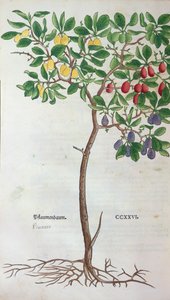 Erik ağacı, Leonhart Fuchs (1501-66) tarafından Herbaryum