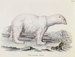 Kutup ayısı (Ursus maritimus), Johann Christian Daniel von Schreber (1739-1810) tarafından Doğadan tasvir edilen Memelilerden, Marechal tarafından çizildikten sonra IC Bock tarafından gravür, cilt 3, tablo 141, Almanya by German School