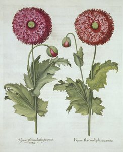 Hortus Eystettensis