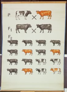 Sığırlarda Mendel Yasasını gösteren poster by German School