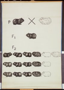 Gine Domuzlarında Mendel Yasasını gösteren poster by German School