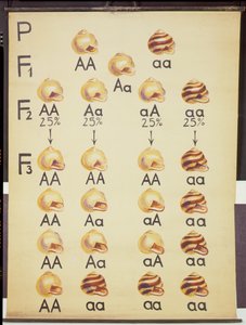 Cepea Salyangoz Posteri by German School