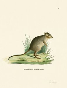 Potoroo (renkli gravür) by German School