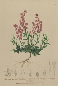Prealpine Milkwort (Polygala alpestris, Polygala amara var. aut. pl., Polygala brachyptera) by German School