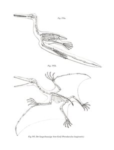 Pterodaktil (renkli taş) by German School